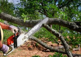 Best Commercial Tree Services  in West Bountiful, UT